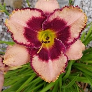 Meet your Posher, Diamond